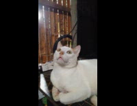 Submitter films cat on table looks up