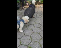 Small dog approaches and sniffs pig at park 