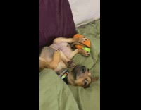 Brown black dog paws on carrot toy 