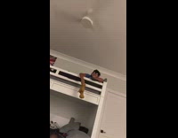 Kid throws teddy bear at ceiling fan in room