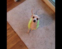 Dog dino clothes gets excited with filmer