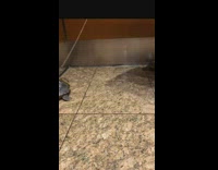 2 turtles go on a walk indoors on a leash 