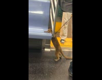 Collab Subway Creatures - Ferret on leash in subway climbs seat