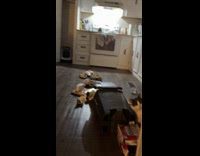 Cat stares at hooman after knocking over recycling bin