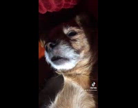 Collab Pets_For_All - Filmer sing to brown dog lay on back