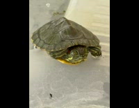 Turtle pet sleep with one eye open