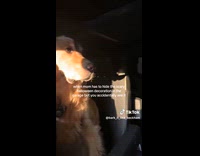 Dog inside car scared of Halloween decoration