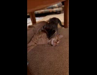 Gray cat annoying sleeping orange cat 