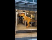 Submitter shows dinosaur display move inside glass