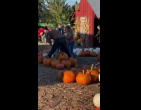 Father put baby between pumpkins truck farm