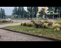 Family of boar roaming around city streets