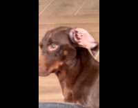 Dog stares at owner when being called