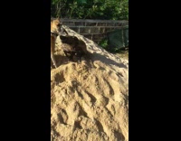 black dog digging and playing with sand