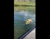 Guy swimming by fishing in speedo 