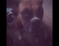 Brown boxer dog named Sissy has sock on its nose like an elephant