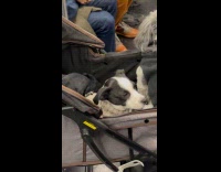 Two dogs in stroller on subway ride