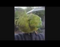 Green parakeet bird on arm bath rain