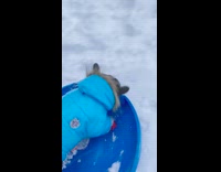 Frenchie sleds down hill 