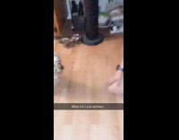 Little dog gives girl handshake dab