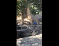 Woman pulls pugs away from sidewalk 