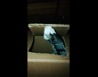 Guy knocks on cardboard box cat inside 