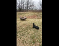 Dog being chased by turkeys 