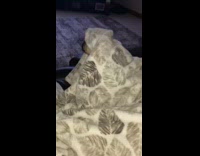 Pug Has Blanket Over its Head 