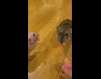 Two rats eat noodle sticks bite ASMR