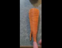 Carrots in a huge and weird sizes with ruler