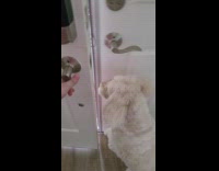 Pet dog fetches the package on the porch