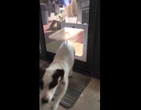 brown dog and white dog going through doggy door 