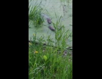 Two beaver swims on the river and enters the drainage sewers