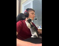 Kitten bites owners neck gaming