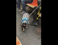 Cute Pet Piglet Looks Around Subway Train