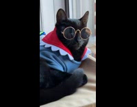 Black cat wears sunglasses and blue sweater 