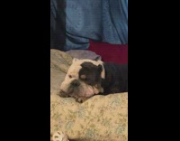 Dog is mad he will be left at home