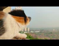 Cat make clicking noise when seeing birds