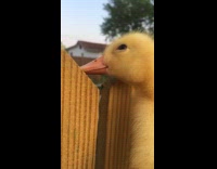 small yellow duck looks over fence