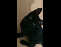 Collab PLC - Black cat sit on floor short meows