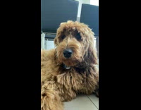 Brown dog stomp on floor guy laughs