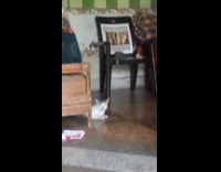 Dog got scared of cat on floor