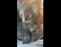 Compilation of small grey kitten red bowl 