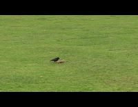 Crow bird roll log on grass park
