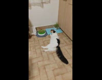 Cat use paw grab food from bowl