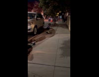 Skunk roaming around city streets