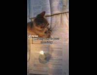 Cat Stays Still Between Circle of Books