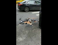 Pigeons picking at whole pizza on street