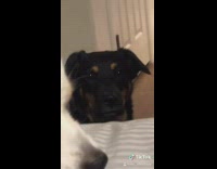 brown dog staring music