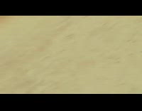 Cat chases white grey chicken around backyard 