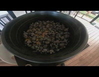 Small turtles released back to sea beach